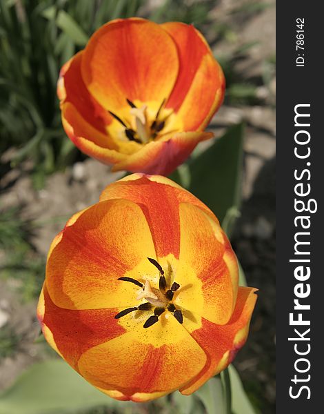Two spring tulips in close-up