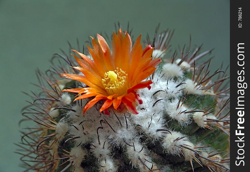 Blossoming Cactus Parodia Subterranea.