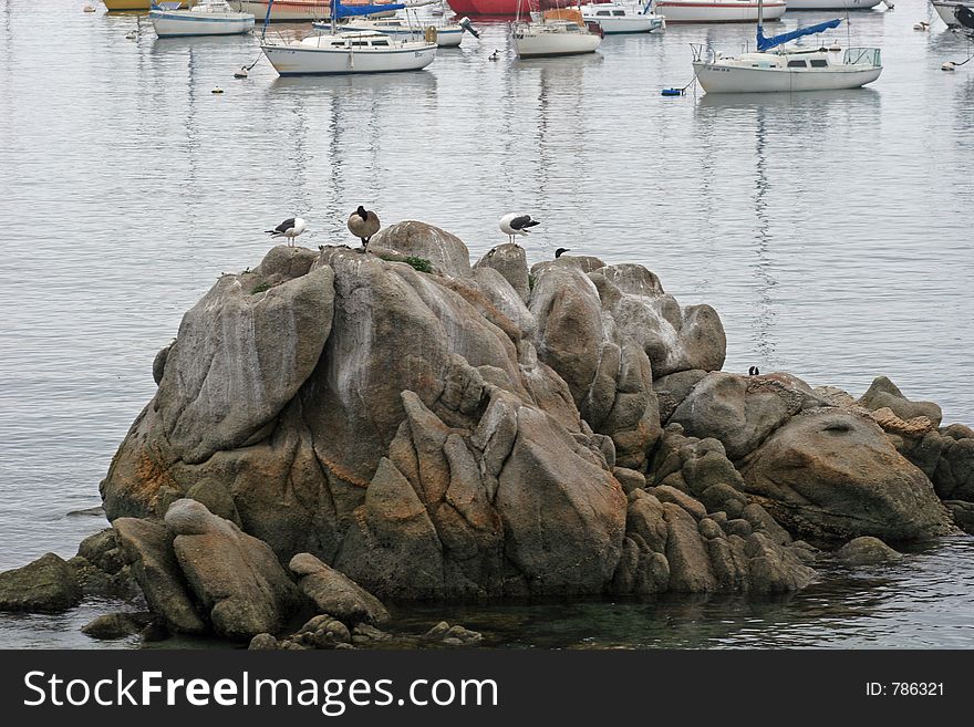 Birds on Rocks in Moterey Bay