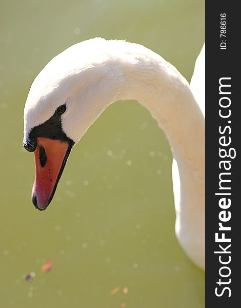 Mute swan head