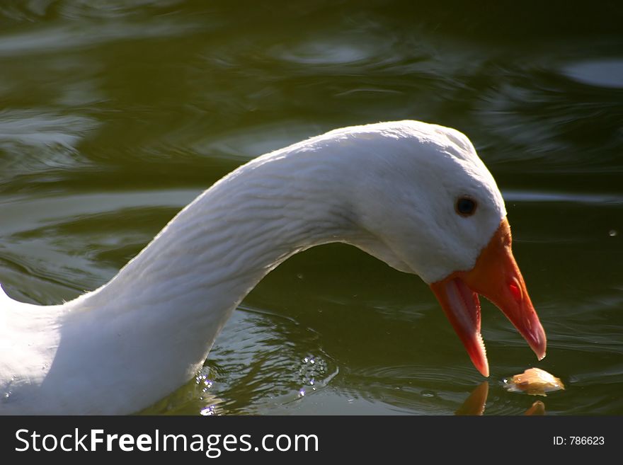 Goose feeding