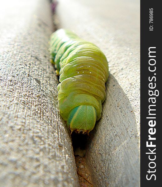 Green Leaf Cutter Caterpillar