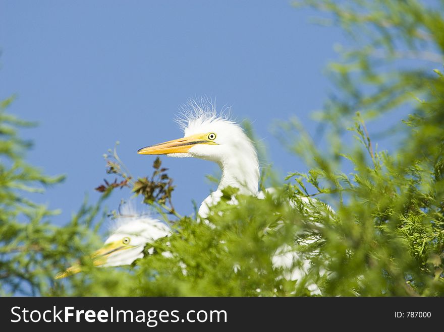 Great Egret chicks on nest. Great Egret chicks on nest