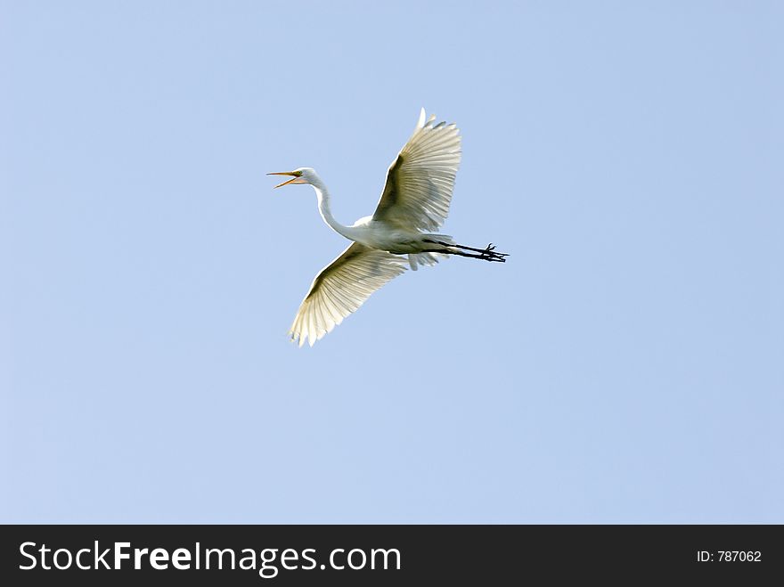 Great Egret flying. Great Egret flying