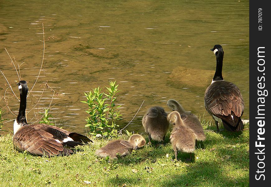 Canadian Geese and Goslings. Canadian Geese and Goslings
