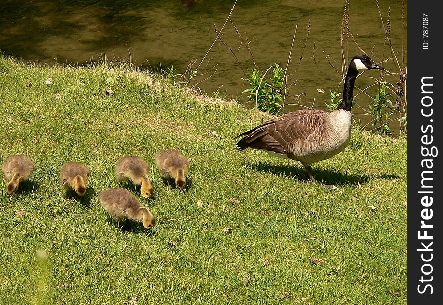 Canadian Goose with Goslings. Canadian Goose with Goslings