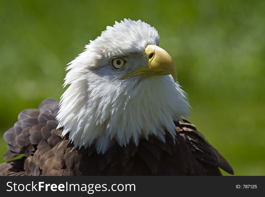 Bald Eagle (Haliaeetus leucocephalus) rousing its feathers. Bald Eagle (Haliaeetus leucocephalus) rousing its feathers