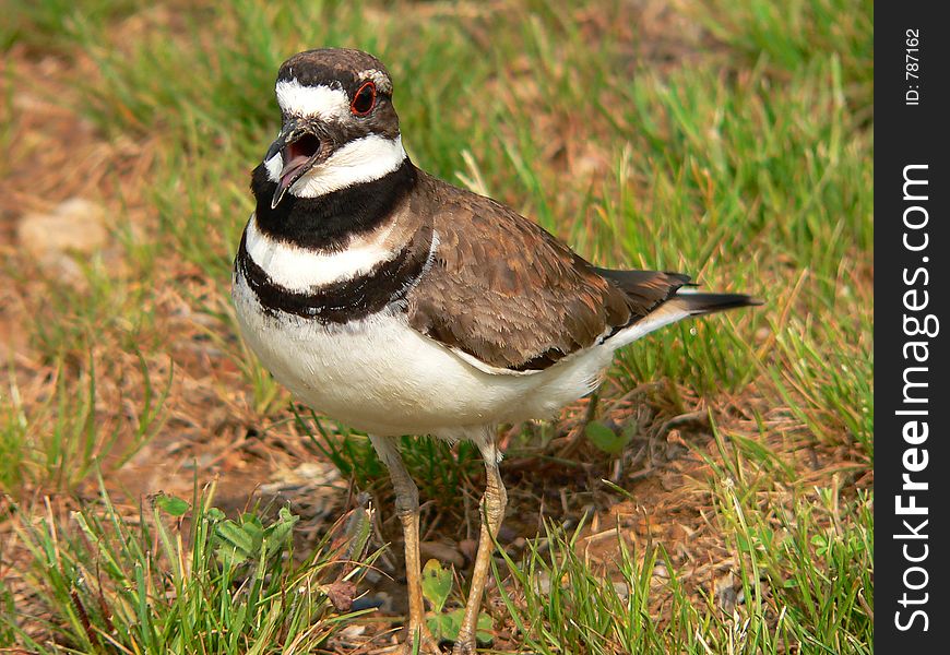 Killdeer screeching. Killdeer screeching