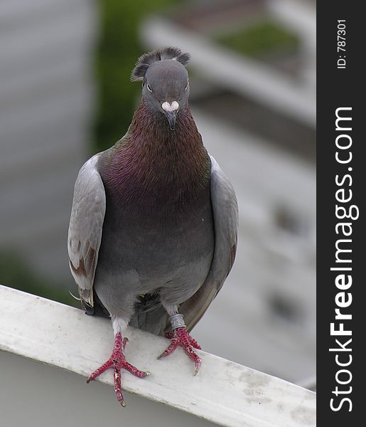 Helmet pigeon. Perfect look. Helmet pigeon. Perfect look
