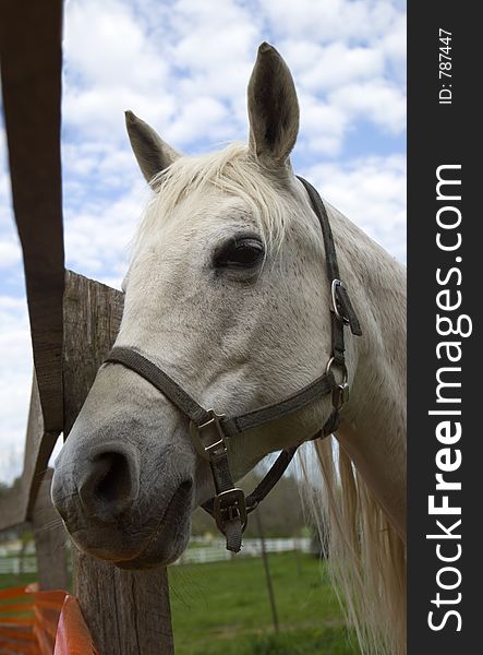 Arabian mare stands by fence in rural pasture. Arabian mare stands by fence in rural pasture