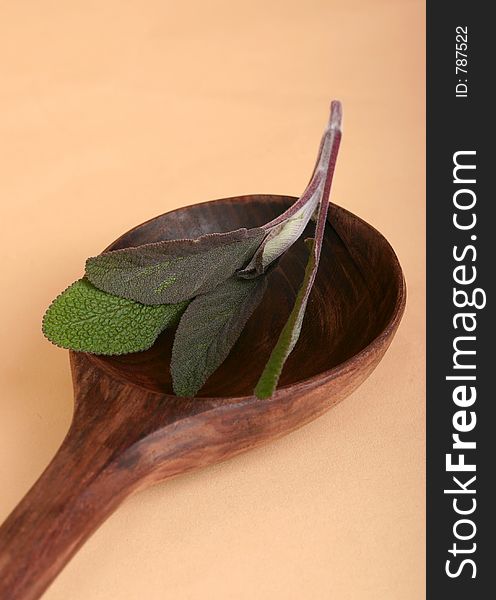 Sage herb sprig and wooden spoon; ingredient. Sage herb sprig and wooden spoon; ingredient