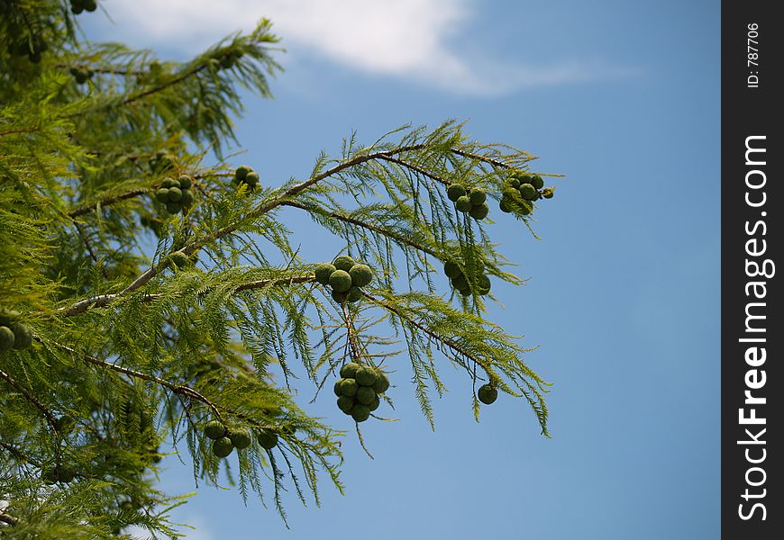 Young pine cones. Young pine cones.