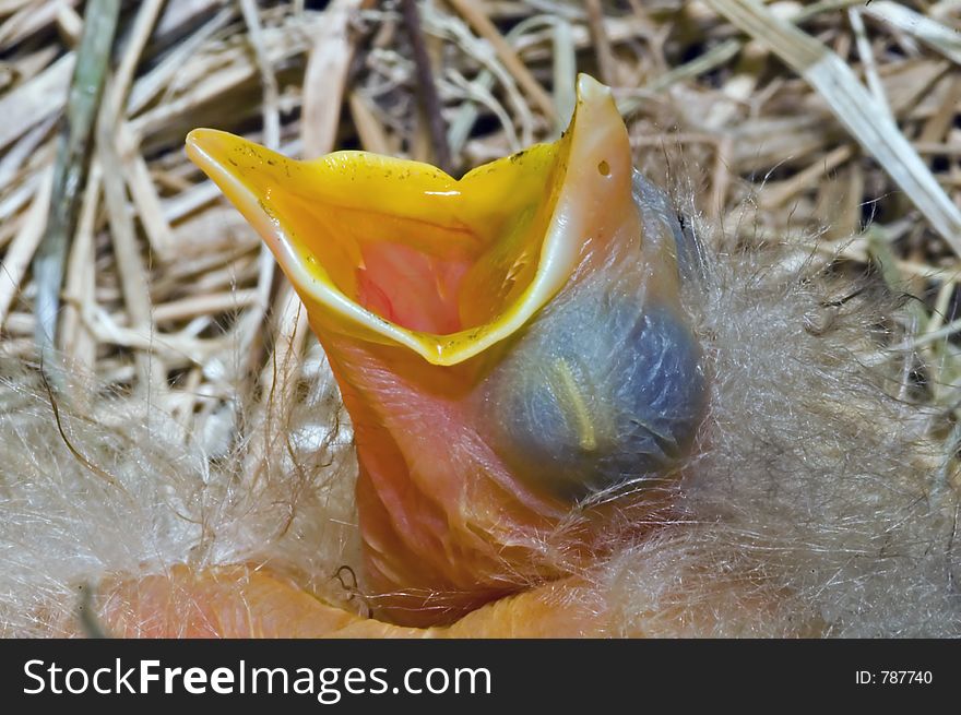 A recently hatched robin chick. A recently hatched robin chick