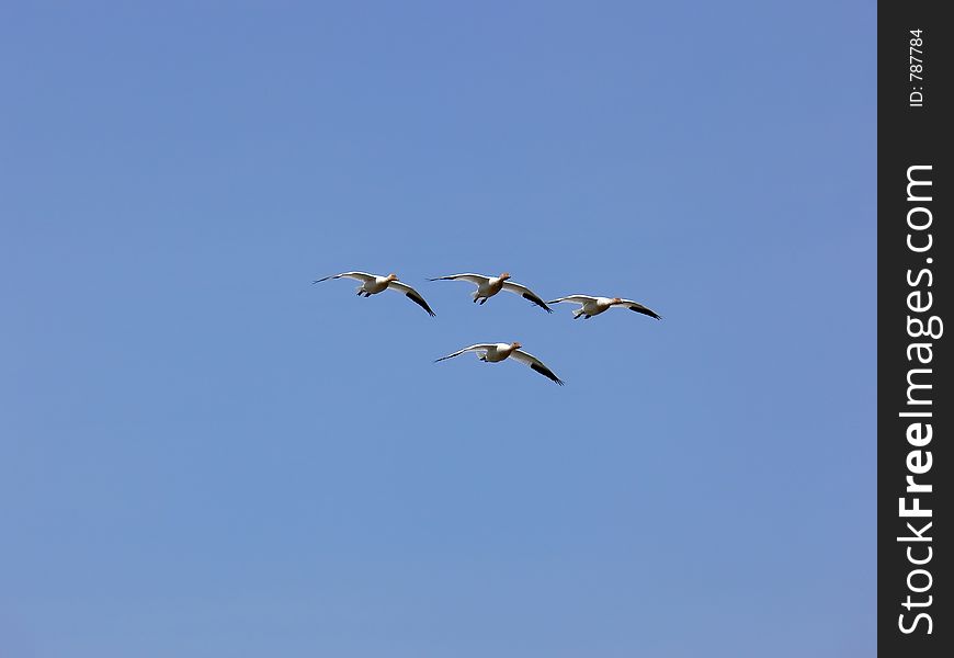 Snow geese, going wing to wing. You have to wonder why they don't fly into each other. Snow geese, going wing to wing. You have to wonder why they don't fly into each other.