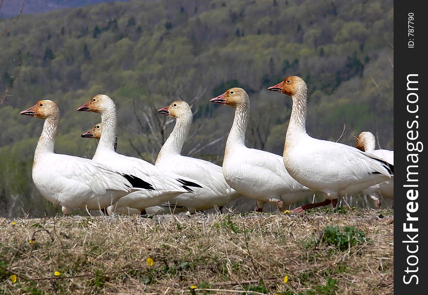 A flock of Greater Snow Geese, at Cap Tourmente, Quebec.