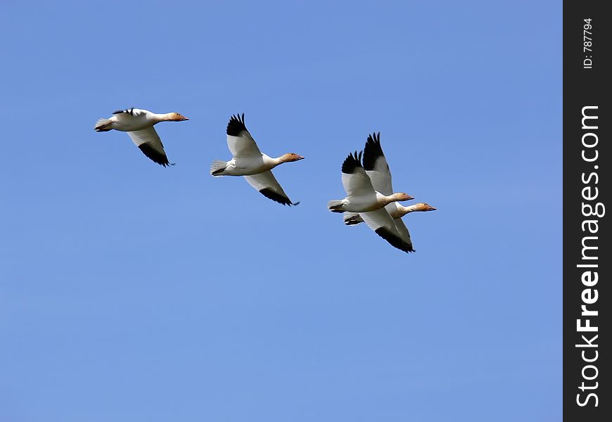 Some Snow Geese showing off their flying skills. Some Snow Geese showing off their flying skills.