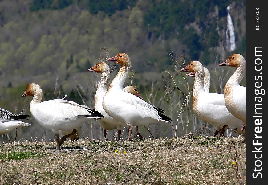 A flock of Greater Snow Geese, at Cap Tourmente, Quebec.