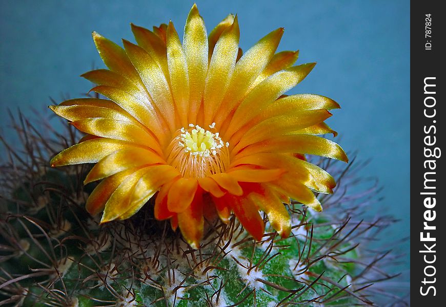 Blossoming Cactus Parodia Subtilihamata.