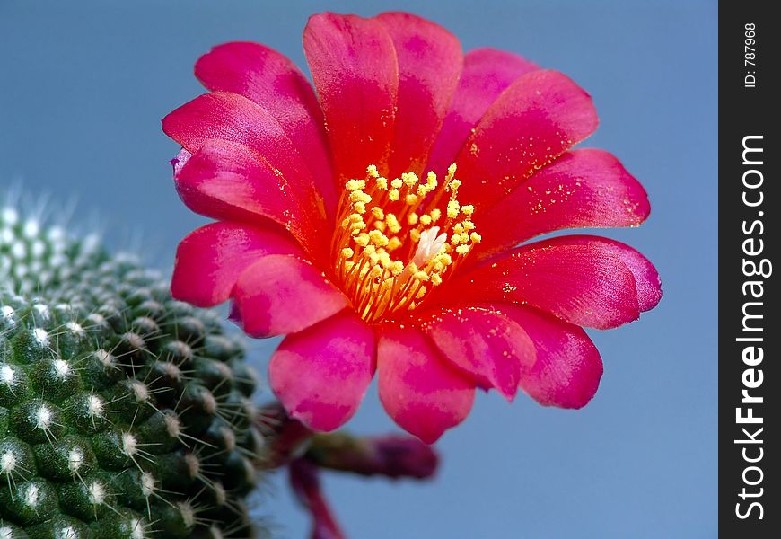 Blossoming Cactus Rebutia Kariusiana.