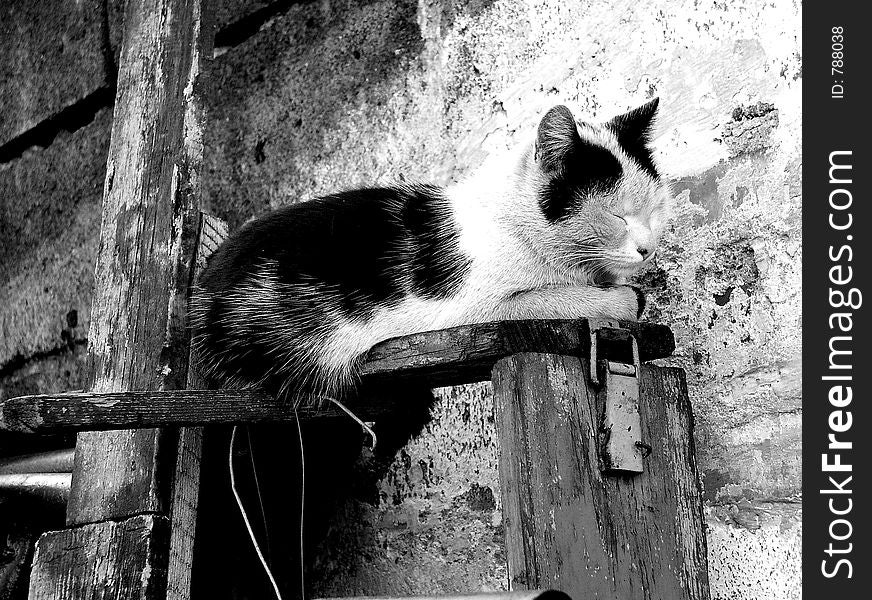 Cat in black&white