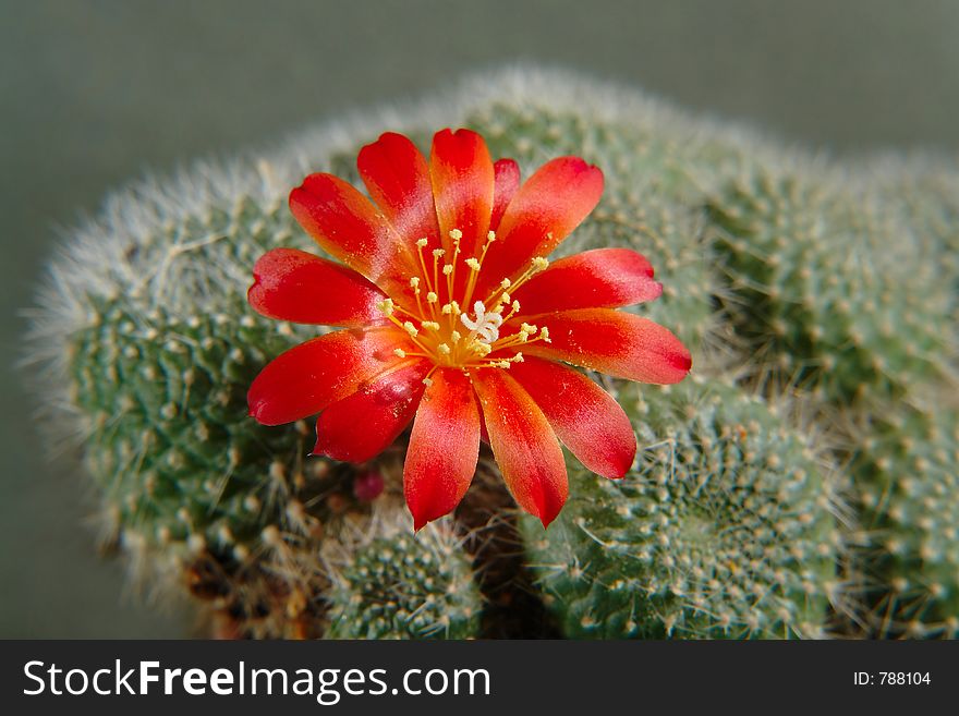 Blossoming Cactus Rebutia Mansoneri.