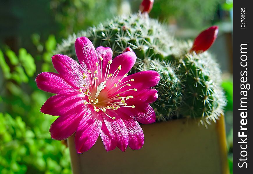 Blossoming Cactus Rebutia Senilis.