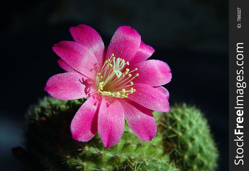 Blossoming Cactus Rebutia Senilis.