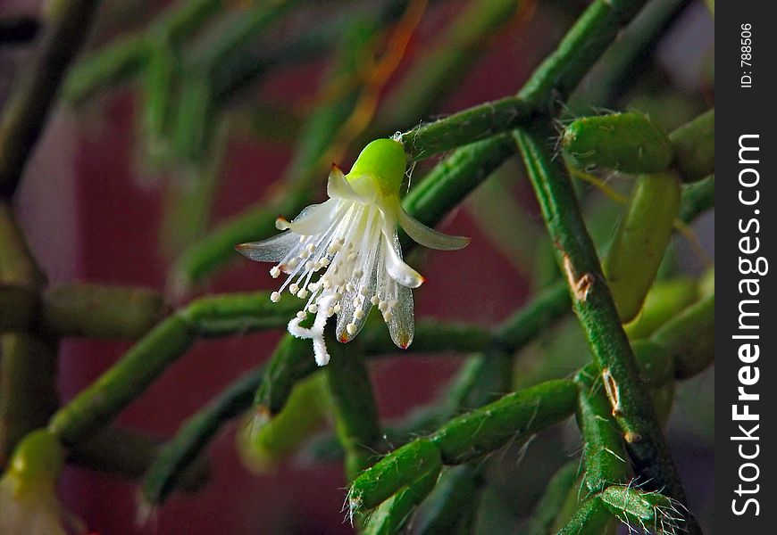 Blossoming Cactus Of Sort Rhipsalis.