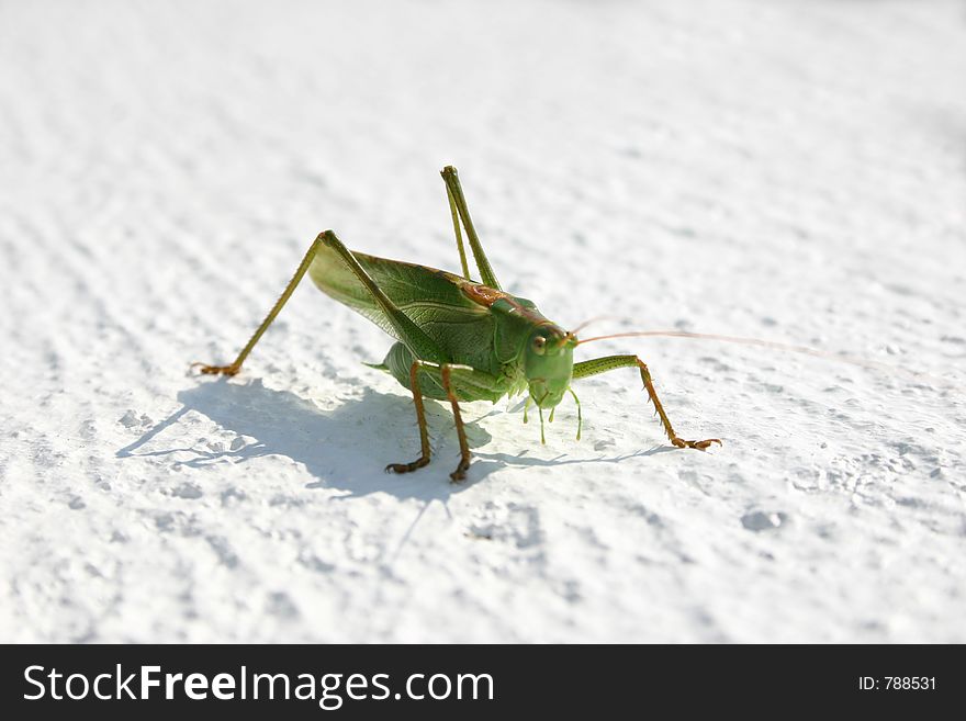 Grasshopper