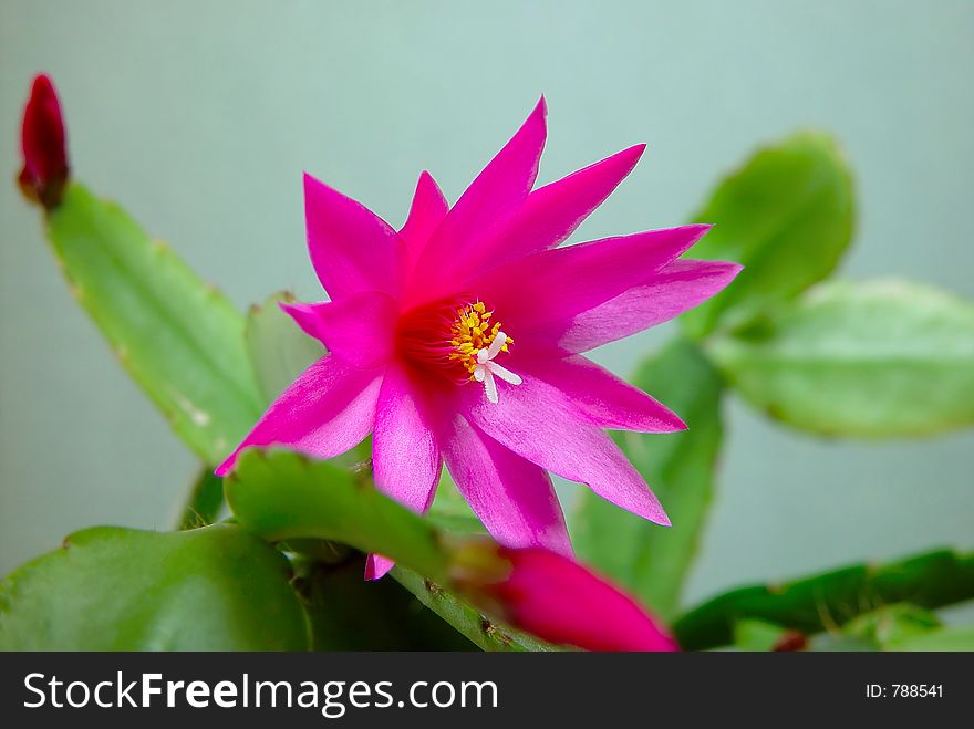 Blossoming cactus Schlumbergera.