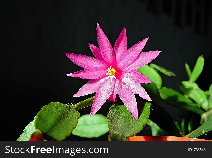 Blossoming Cactus Schlumbergera.