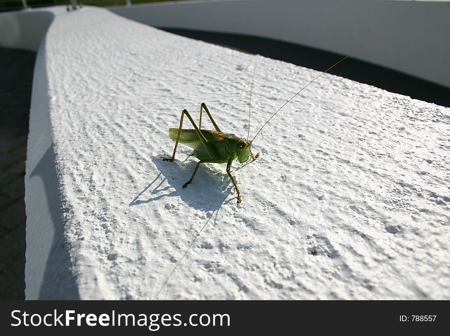Big Grasshopper