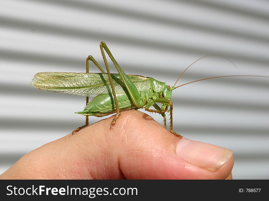 Big Grasshopper