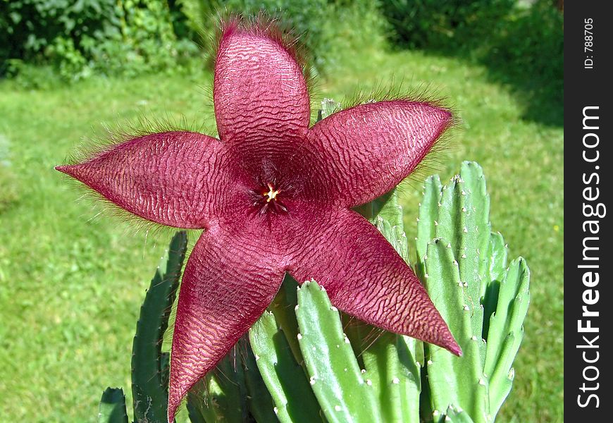 Blossoming Stapelia asterias.