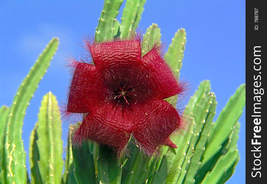 A plant from a private collection. Stapelia asterias, Stapelia-asterias, Asclepiadacea, succulentus, botany, floriculture, flower, room-flowers, room-flower, indoor plant, indoor-plants, ornament, decorative, pleasure, red, star, macrophoto, close-up. A plant from a private collection. Stapelia asterias, Stapelia-asterias, Asclepiadacea, succulentus, botany, floriculture, flower, room-flowers, room-flower, indoor plant, indoor-plants, ornament, decorative, pleasure, red, star, macrophoto, close-up