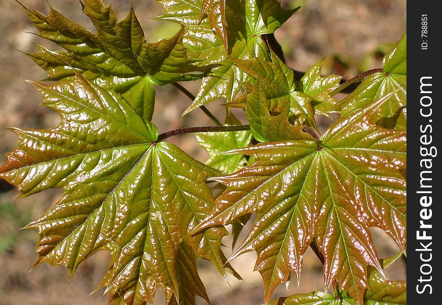 Young green maple tree leaves.