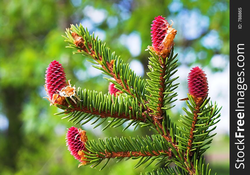 Young cones