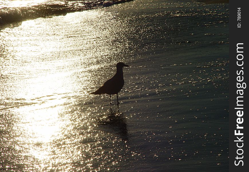 Bird walking on the beach.