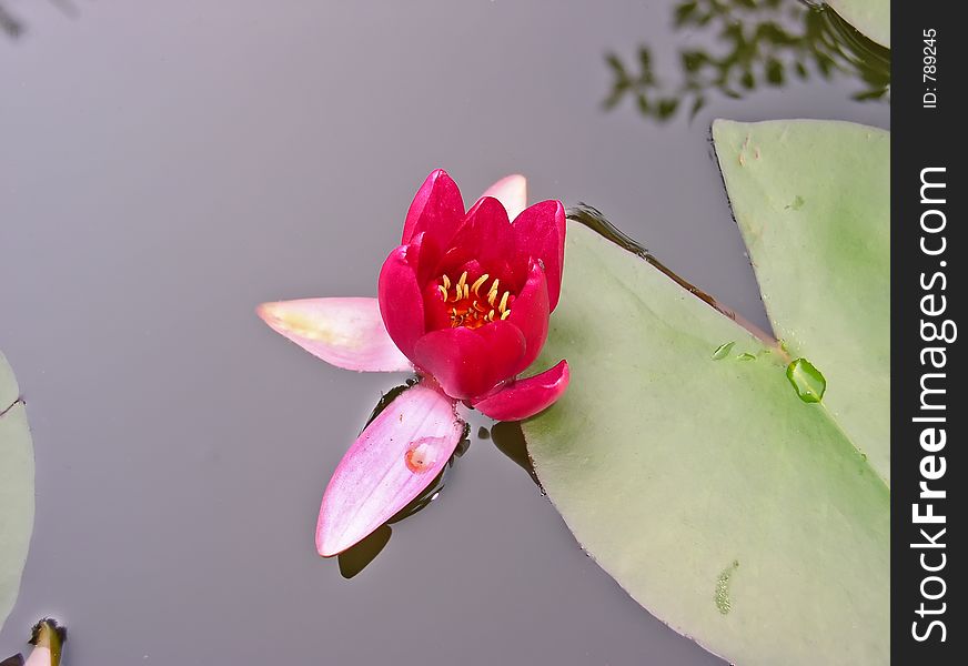 Water lily - flowers and leaves