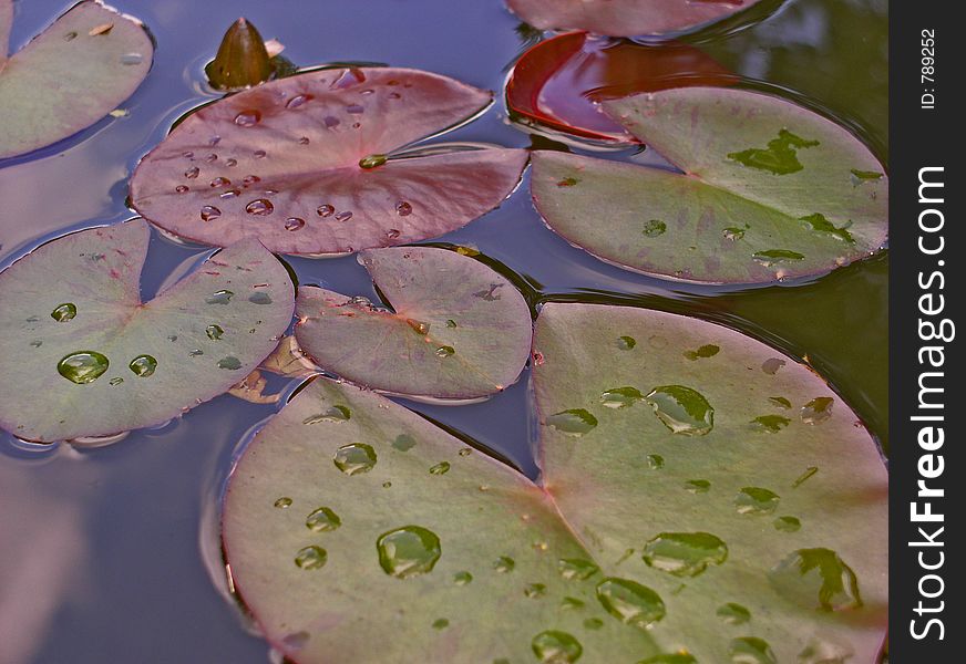 Water lily - leaves