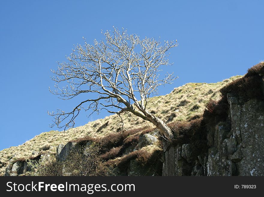 Tree choses it home on a crag edge. Tree choses it home on a crag edge