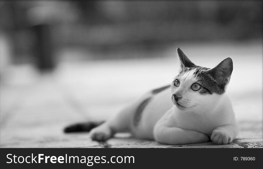 Cat relaxing and looking to the side in a laid-back manner. Monochromatic, black and white. Cat relaxing and looking to the side in a laid-back manner. Monochromatic, black and white.