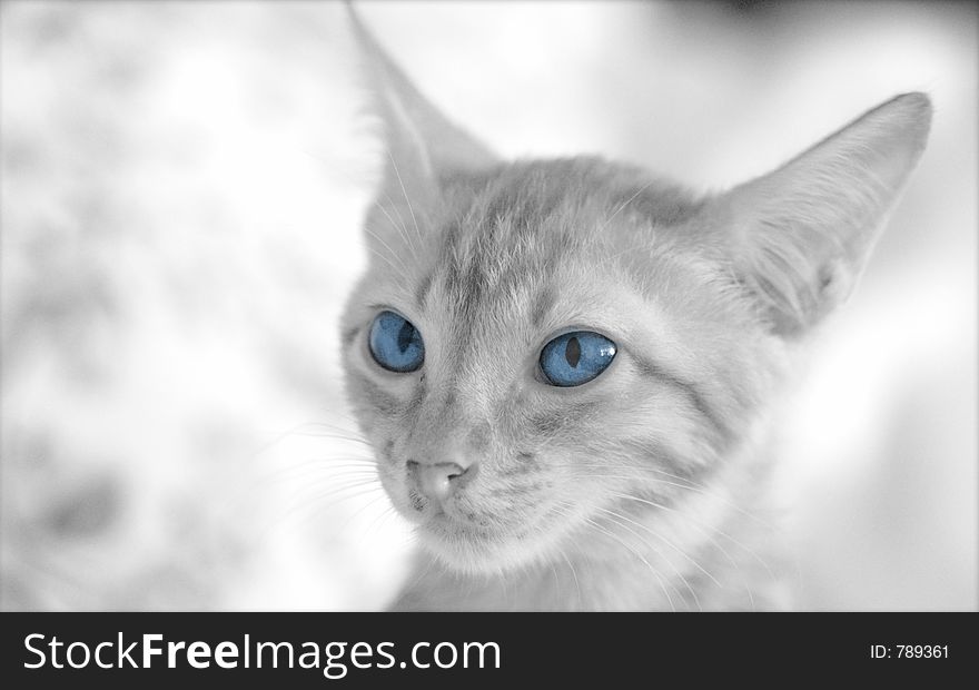 Kitten with blue eyes staring ahead, framed against a blurry background. Monochrome, black and white. Kitten with blue eyes staring ahead, framed against a blurry background. Monochrome, black and white.