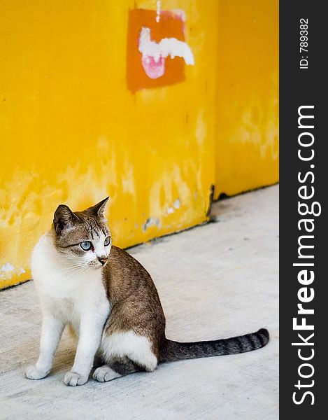 Cat looking at bird that just landed. Cat looking at bird that just landed.