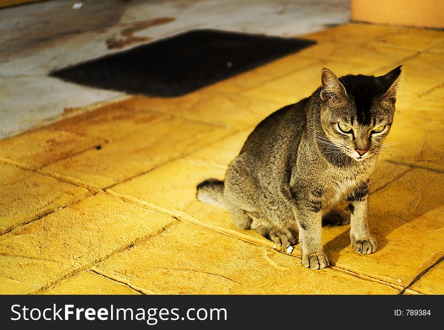 Cat staring on yellow floor. Cat staring on yellow floor