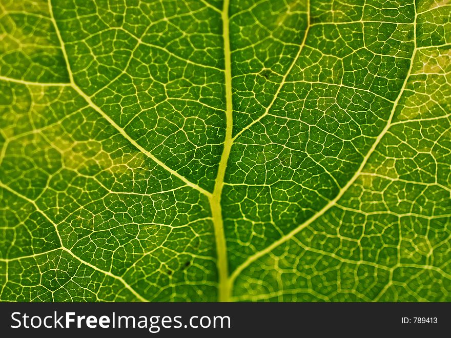 Abstract background - leaf macro. Abstract background - leaf macro