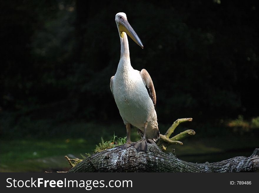 A pelican standing on a tree