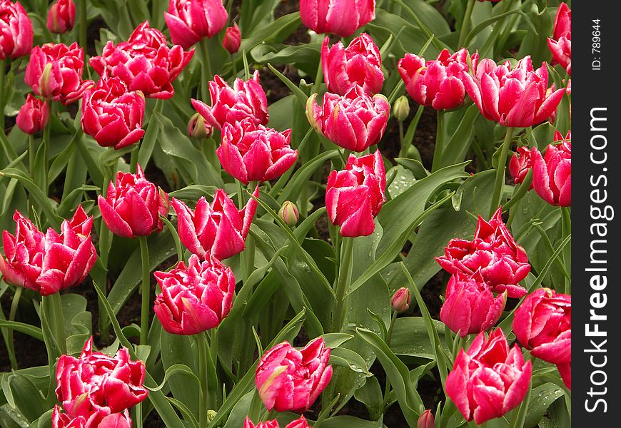 Exotic Tulip field