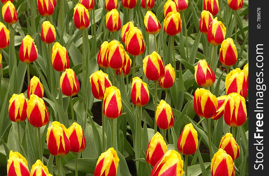 Tulip field yellow-red