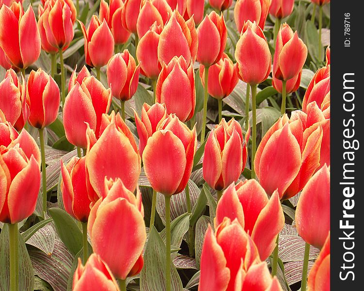 Tulip field